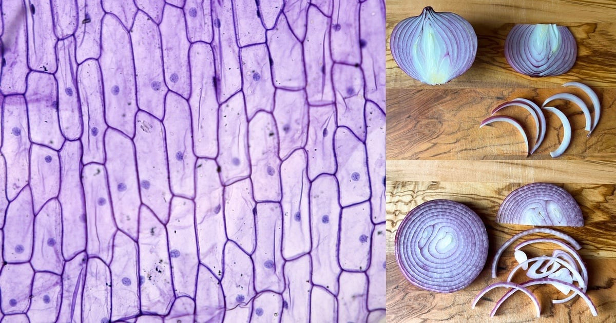 Inquisicook 1 Culinary Science